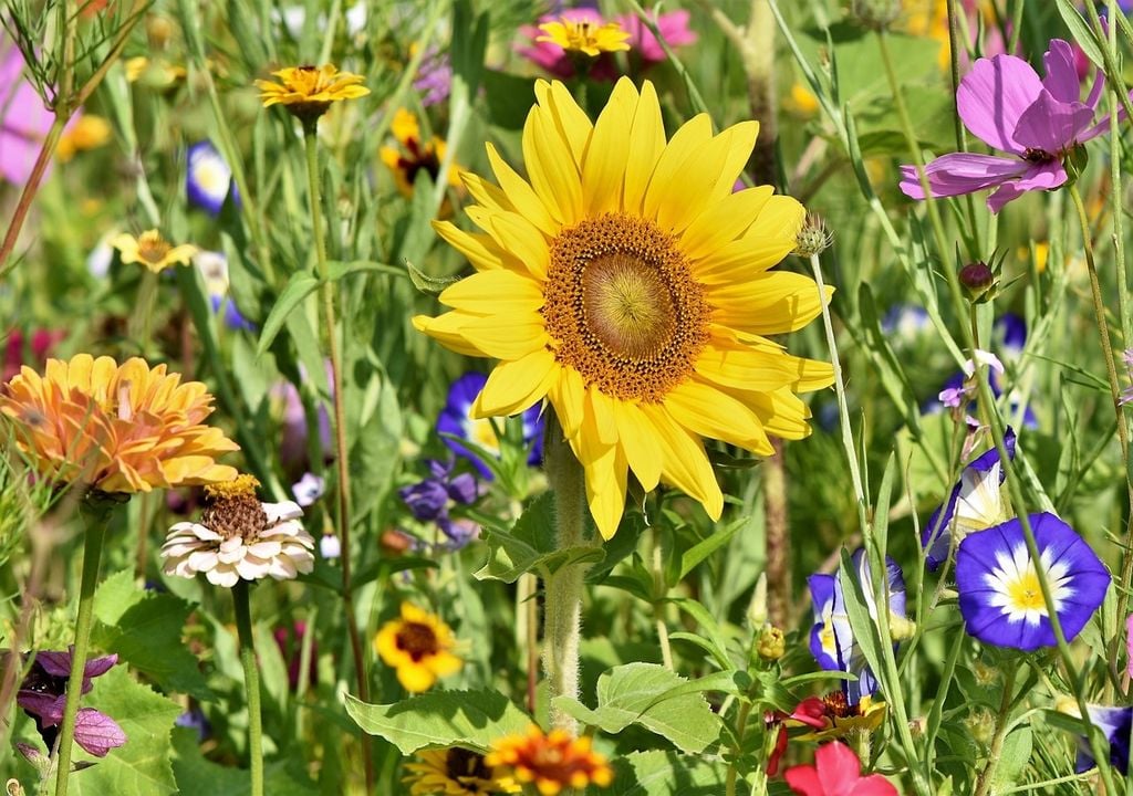 Sunflowers and wildflowers featured at Chelsea not only add vibrant color and texture but also play a vital role in supporting pollinators and boosting local biodiversity.