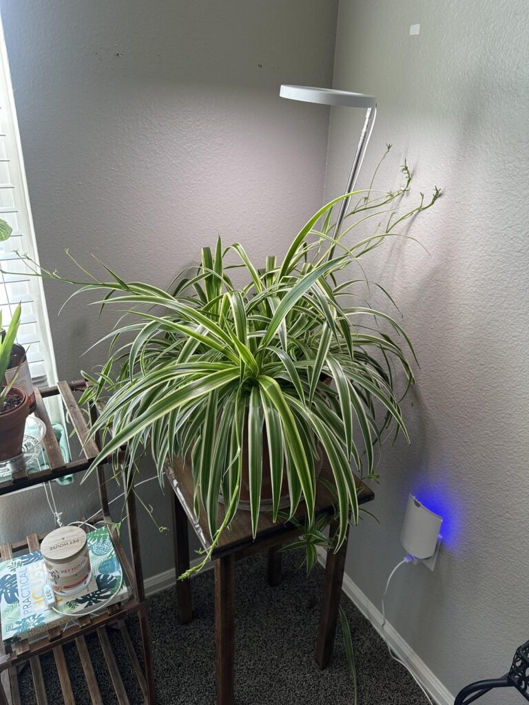 My spider plant is…..big My spider plant is…..big
