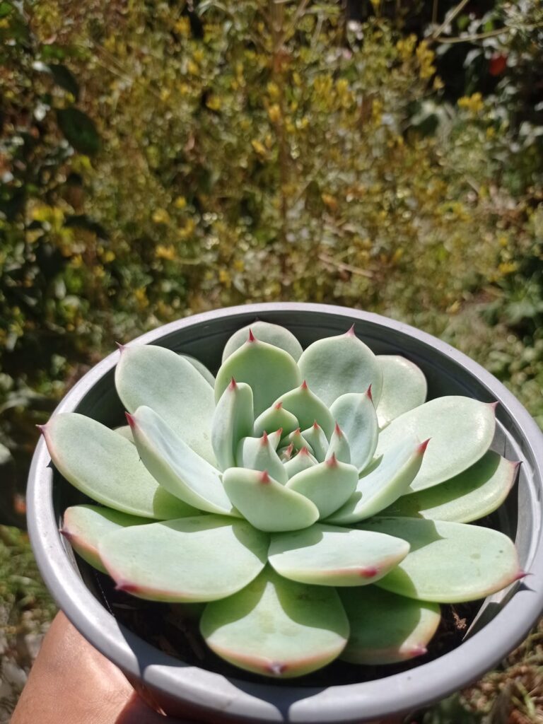 E. chihuahuaensis & E. Gibbiflora