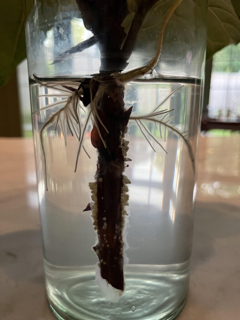 Is this ready to plant?