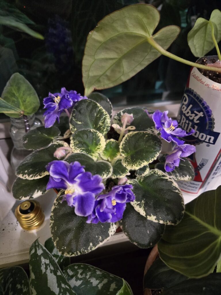 My purple lady's are popping off 💜