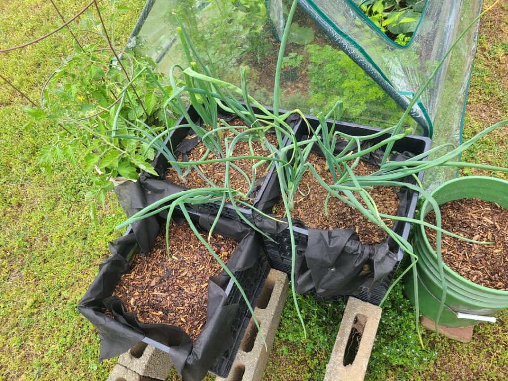 Thoughts on milk crate gardening?