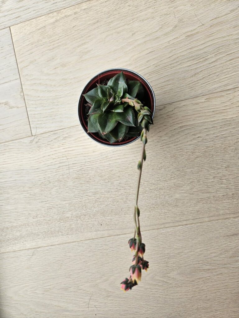 I freed her from this awful glitter plastic paint she was covered in when l got her, and she gave me these blooms in return