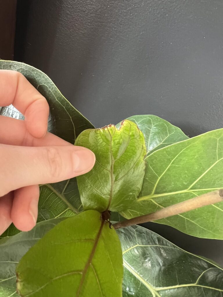What’s going on with these new leaves? What’s going on with these new leaves?