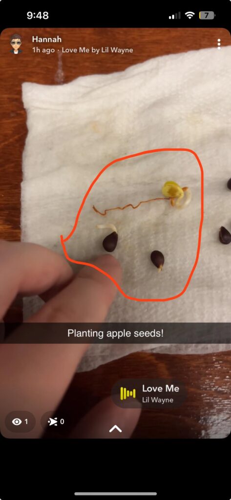 Apple seed “root” brown. Still plantable?