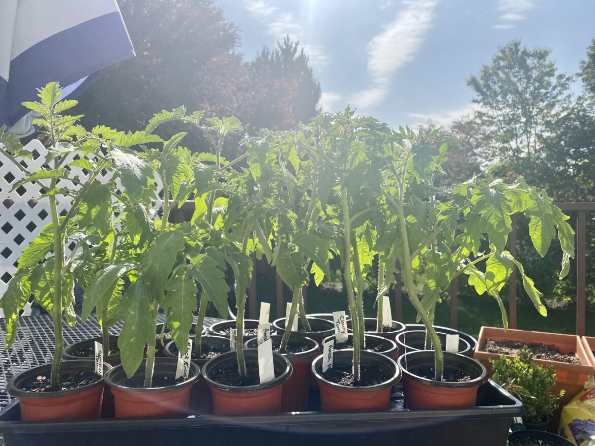 Will my tomatoes and peppers be okay the next two nights or should I do something to protect them? Lows of 41 degrees F.