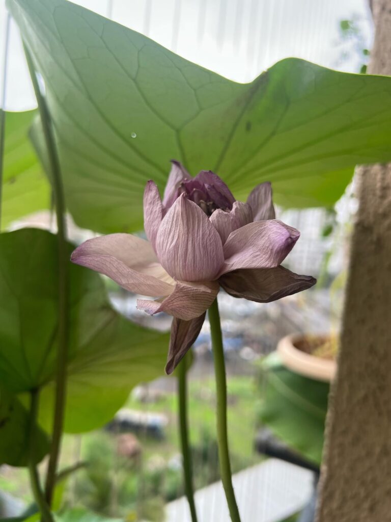 What happened to this lotus