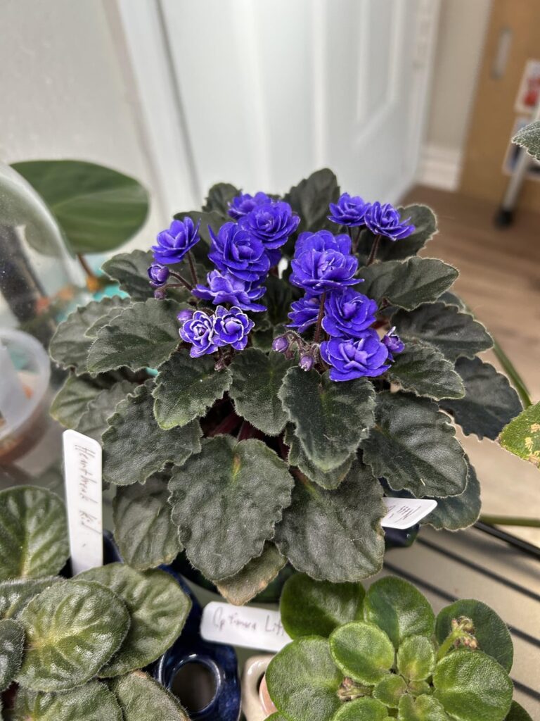 Ness’ Crinkle Blue is a plant you keep around