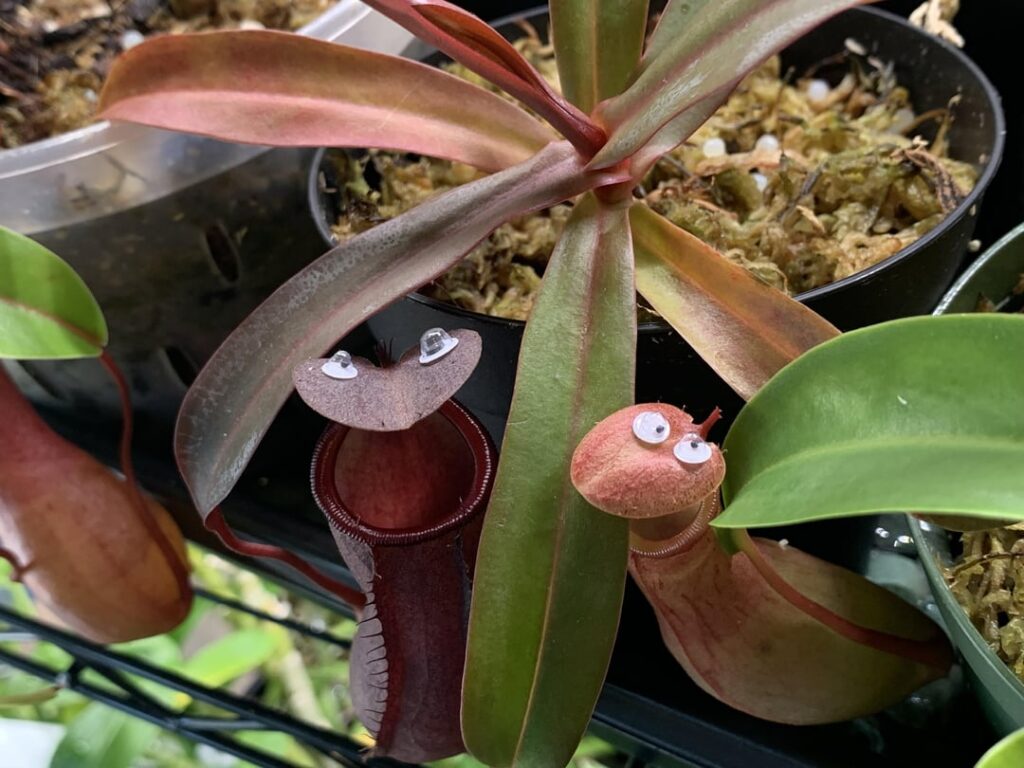 They seem pretty happy