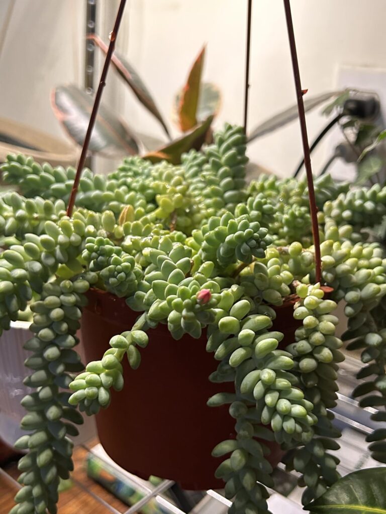 My donkey tail plant decided to grace me with a bloom!