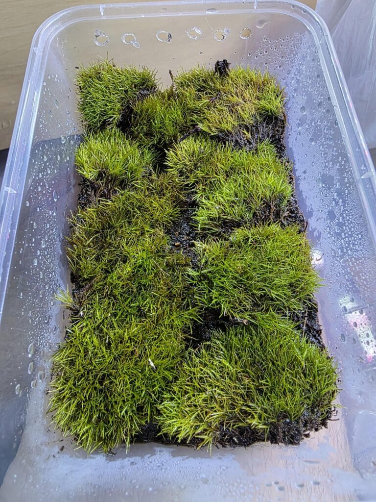 Moss identification?