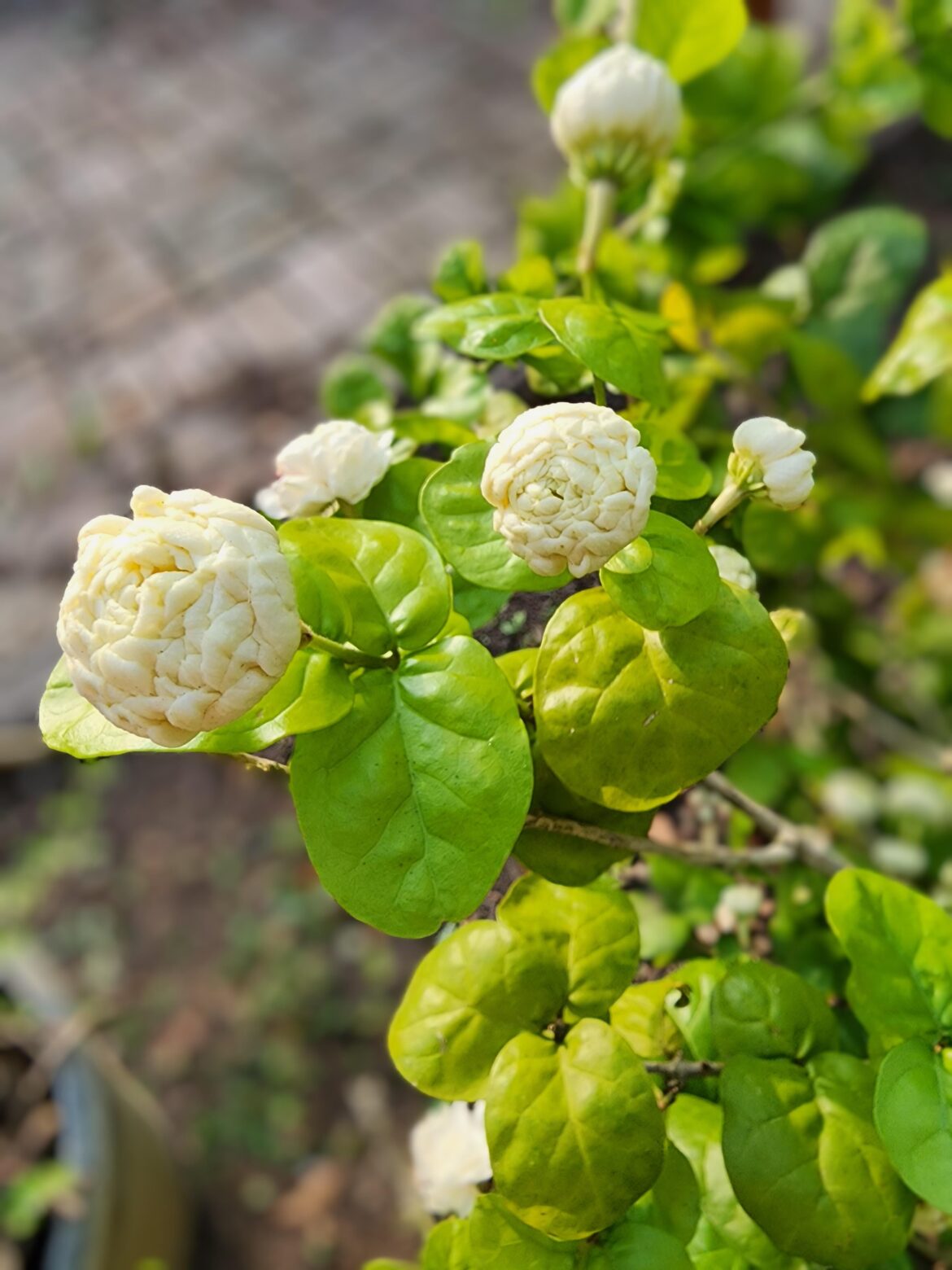 My question is if this plant can be propagated. I believe it can, but I would like some help in determining the possibility. I think this plant is a type of Jasmine.