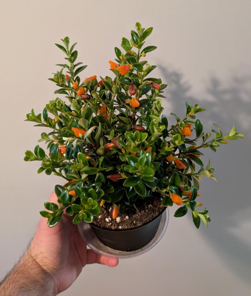 My Goldfish plant is blooming like crazy!