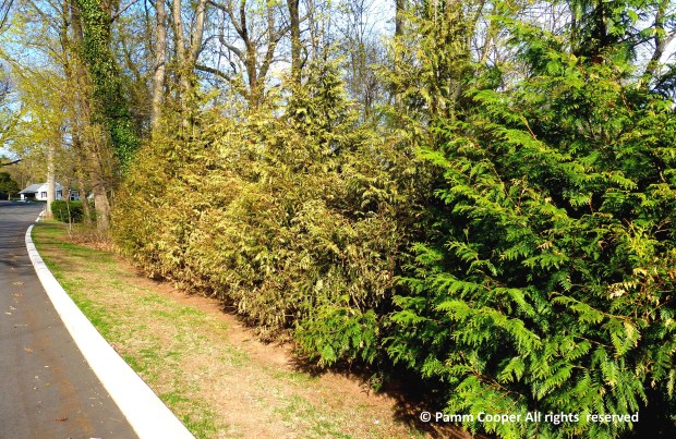 Green giant Arborvitaes showing winter damage. (Pamm Cooper, UConn Home & Garden Education Center)