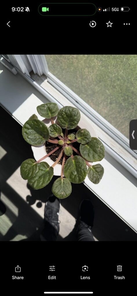African violet help! First picture is before second picture is after. 3rd picture is fertilizer African violet help! First picture is before second picture is after. 3rd picture is fertilizer