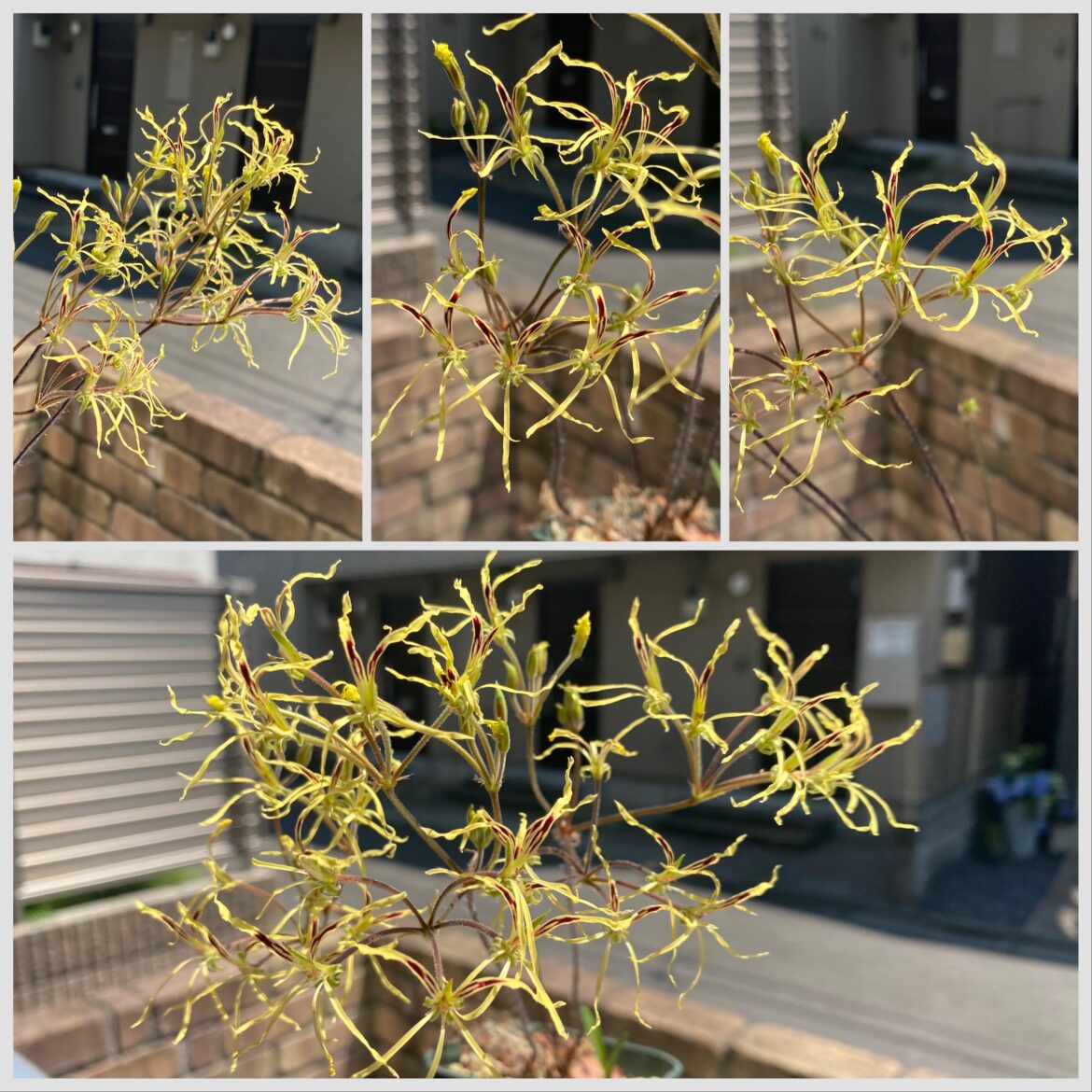 The whimsical flowers of Pelargonium undulatum