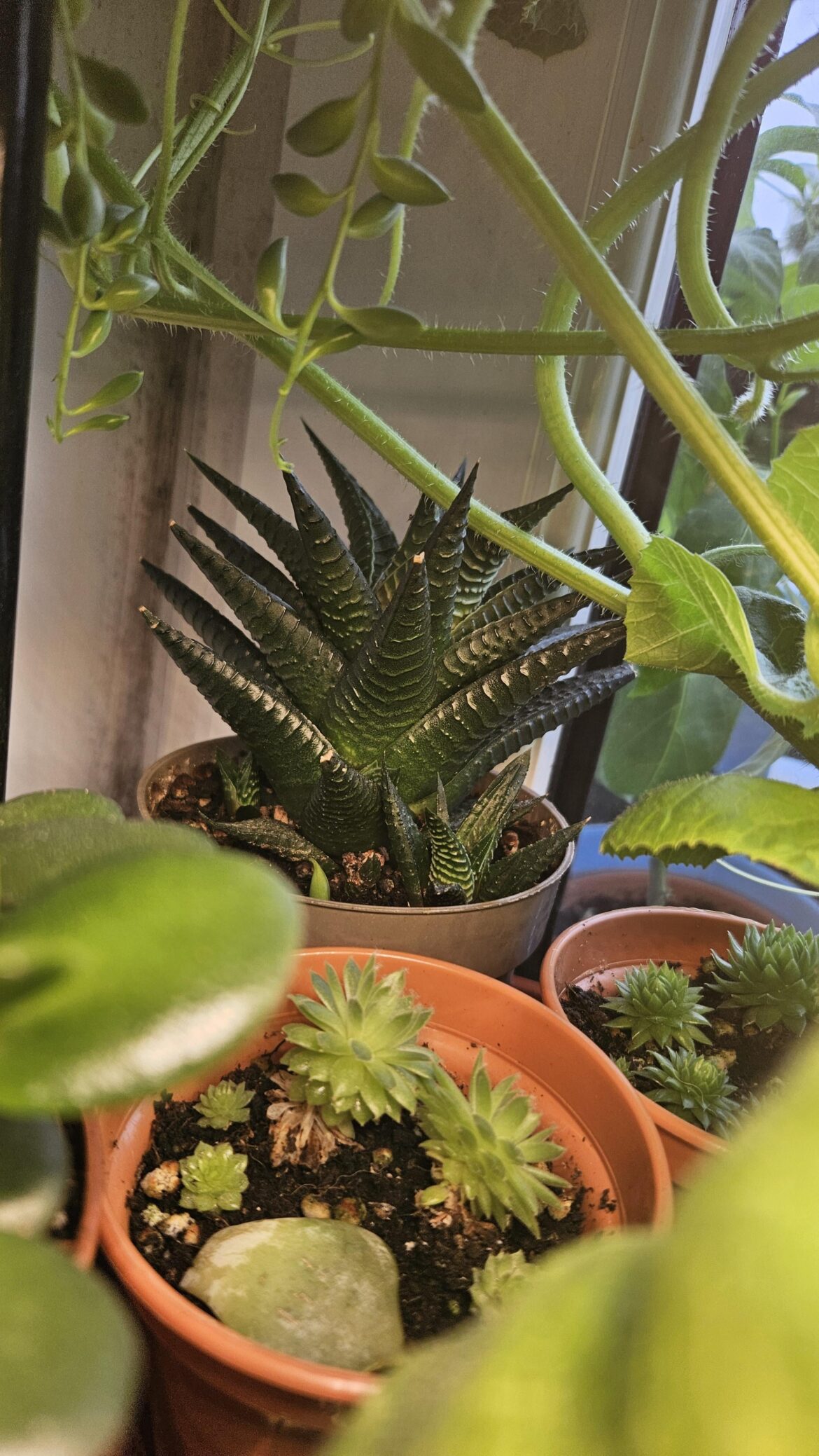 Identification please Latin and common names please