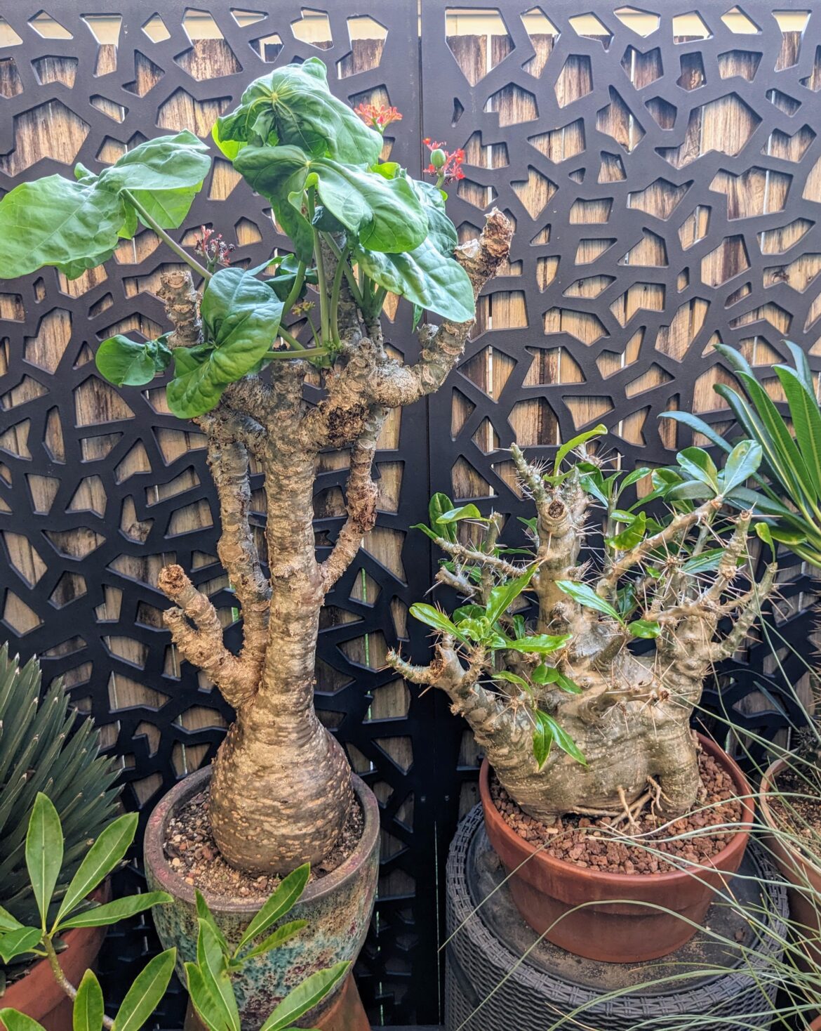 Jateopha and Pachypodium