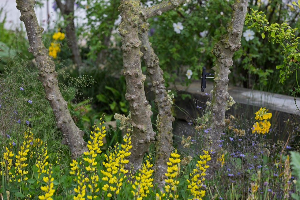Tom Massey and Je Ahn's AI-enabled Avanade Intelligent Garden - RHS Chelsea Flower Show 2025 tom massey and je ahn's ai enabled avanade intelligent garden rhs chelsea flower show 2025