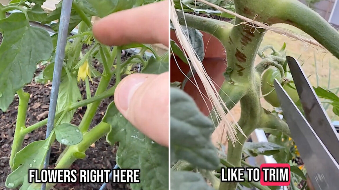 Gardener reveals surprisingly simple hack for growing big, juicy tomatoes: ‘Great tips’ "I just did this."
