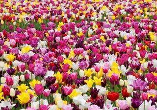 Top garden trends to look out for at the 2025 Chelsea Flower Show