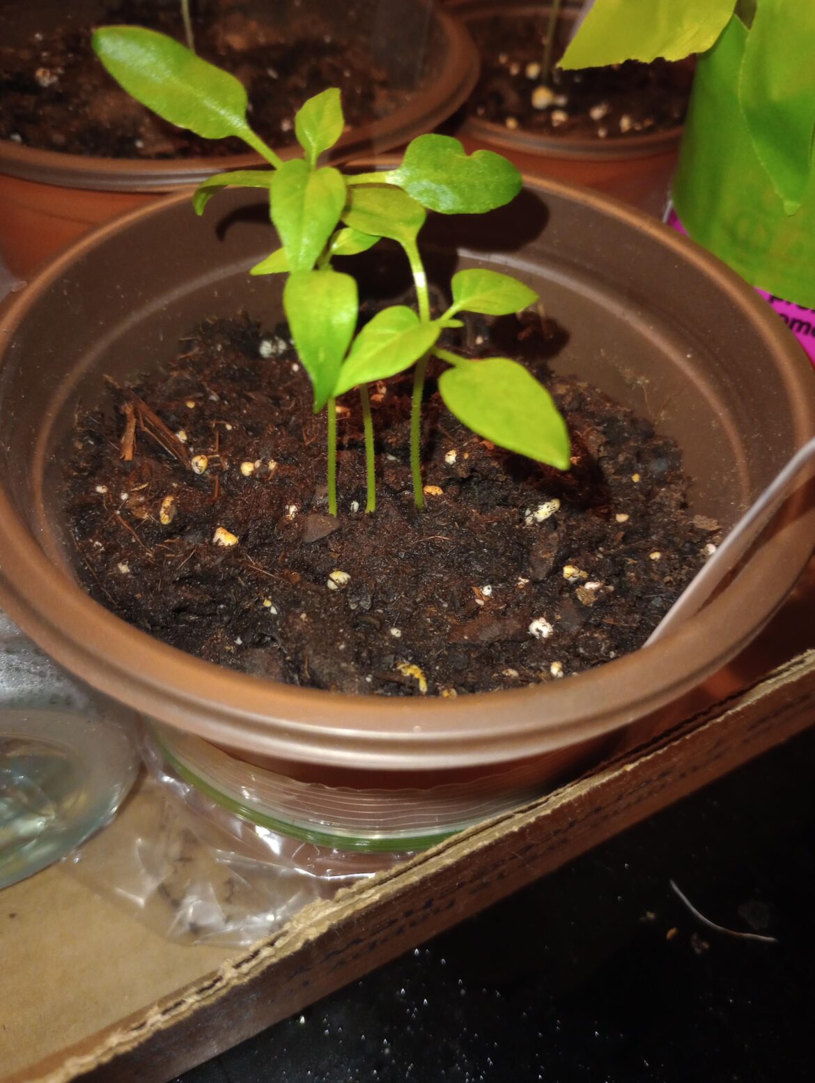 "Fish" pepper? How to separate