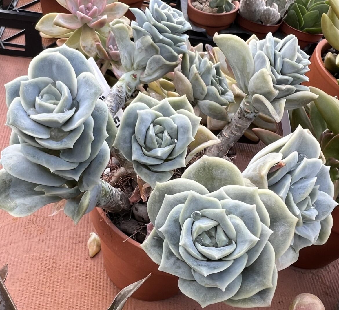 graptoveria ‘lovely rose’ after some rain