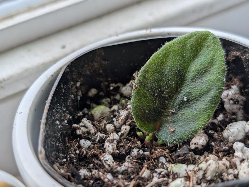 PROPS!