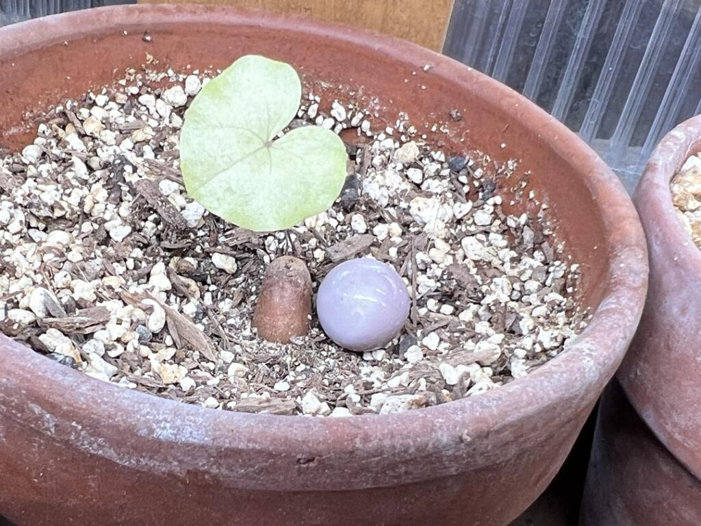 D. Elephantipes Seedling update