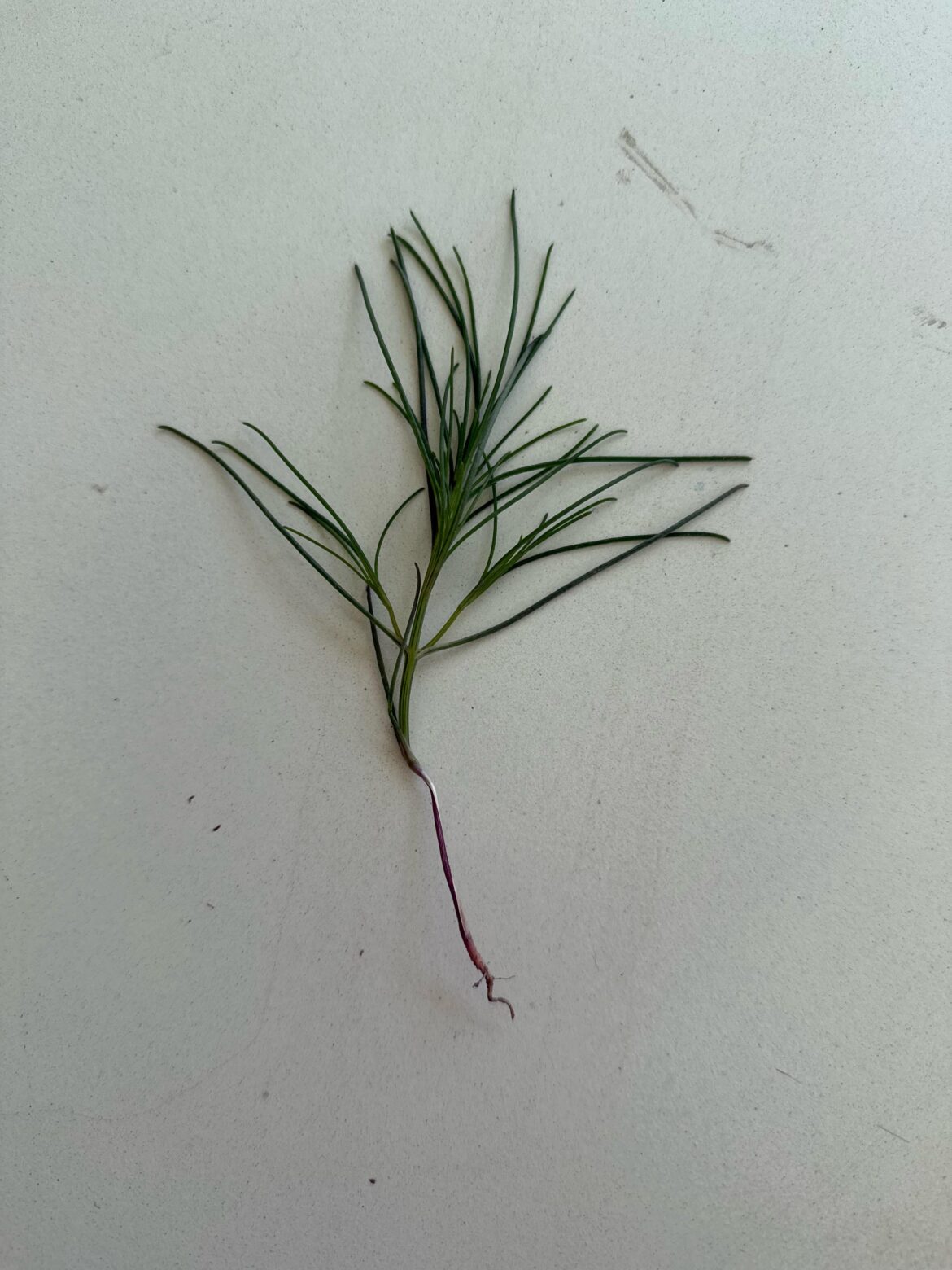 Thistle growing everywhere in my newly seeded backyard…