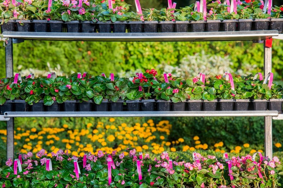 Summer bedding