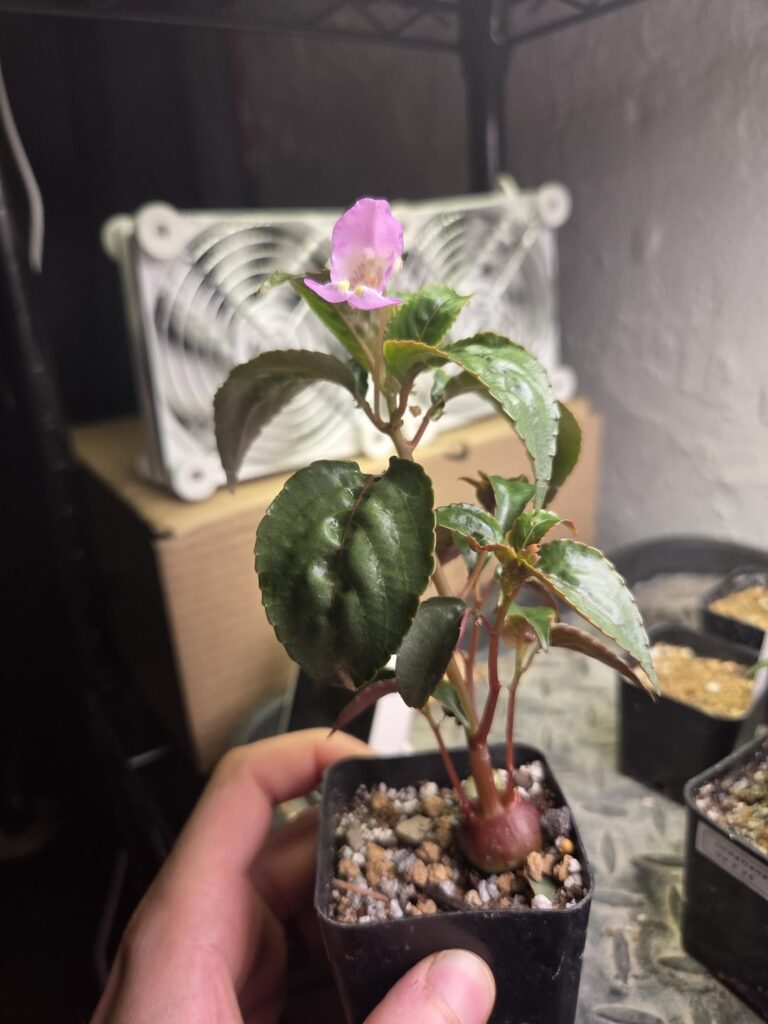 Impatients tuberosa approx 4 months from seed.