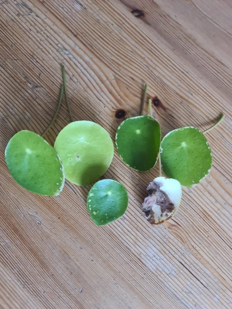 money plant money plant