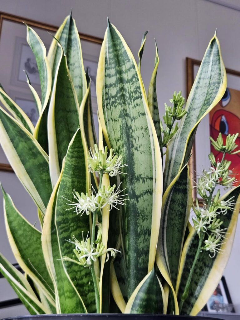 My snake plant in bloom :)
