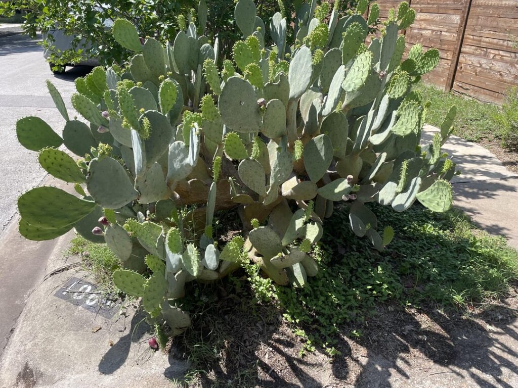 What is happening to my prickly pear and do I need to treat it? What is happening to my prickly pear and do I need to treat it?