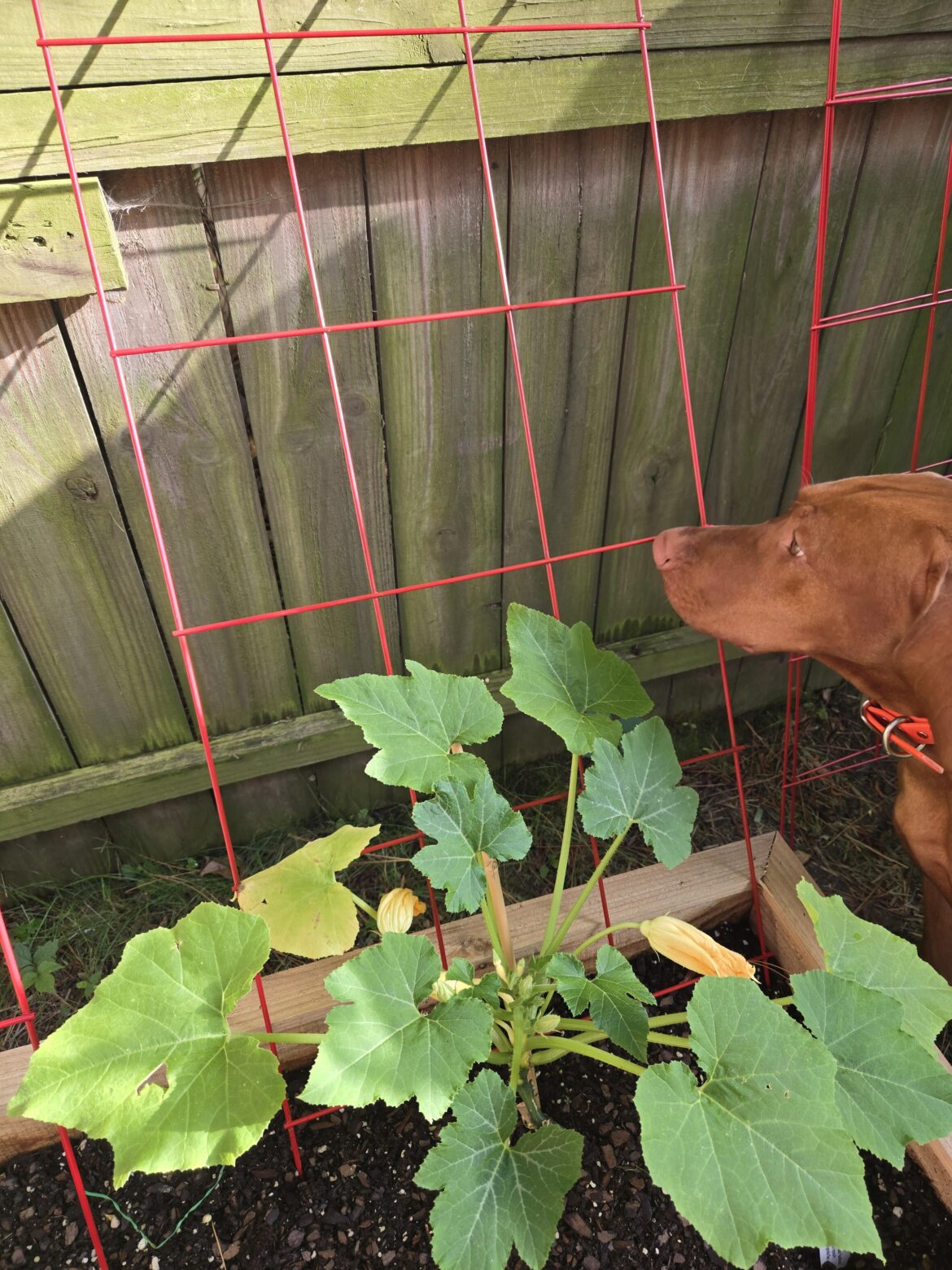 Can I train the squash to climb diagonally up?