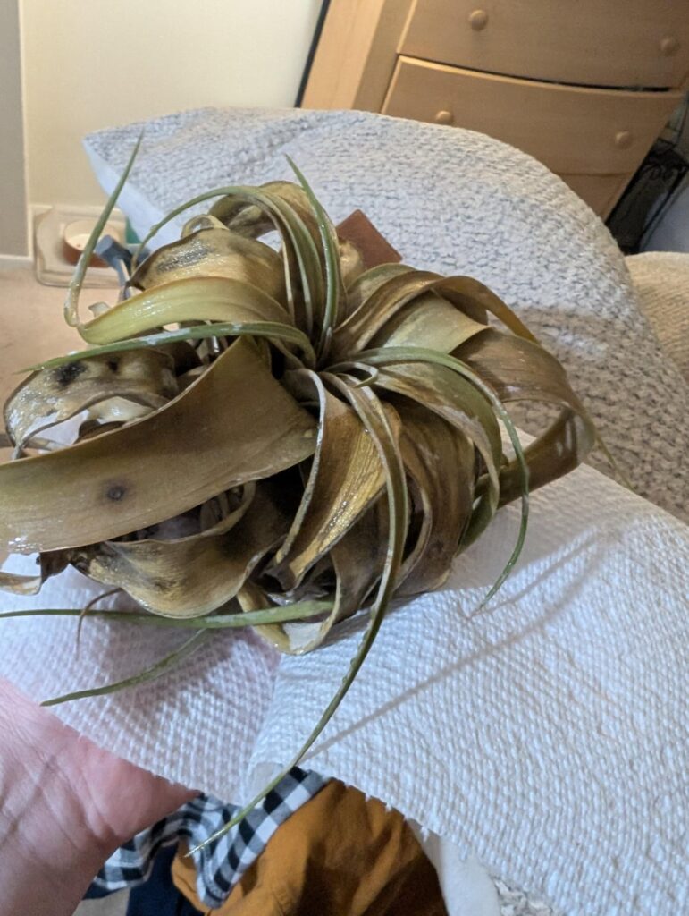 What is happening with my airplants?! What is happening with my airplants?!