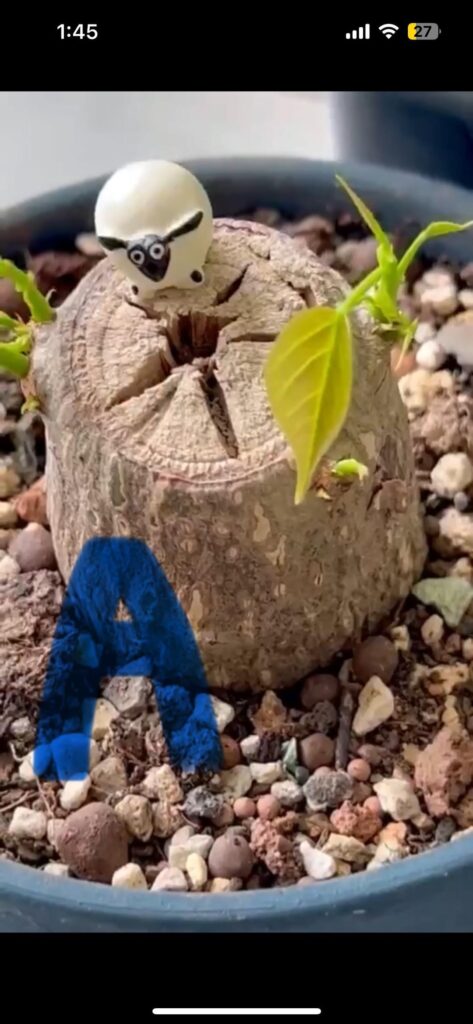 Which Pseudobombax Ellipticum should I get?