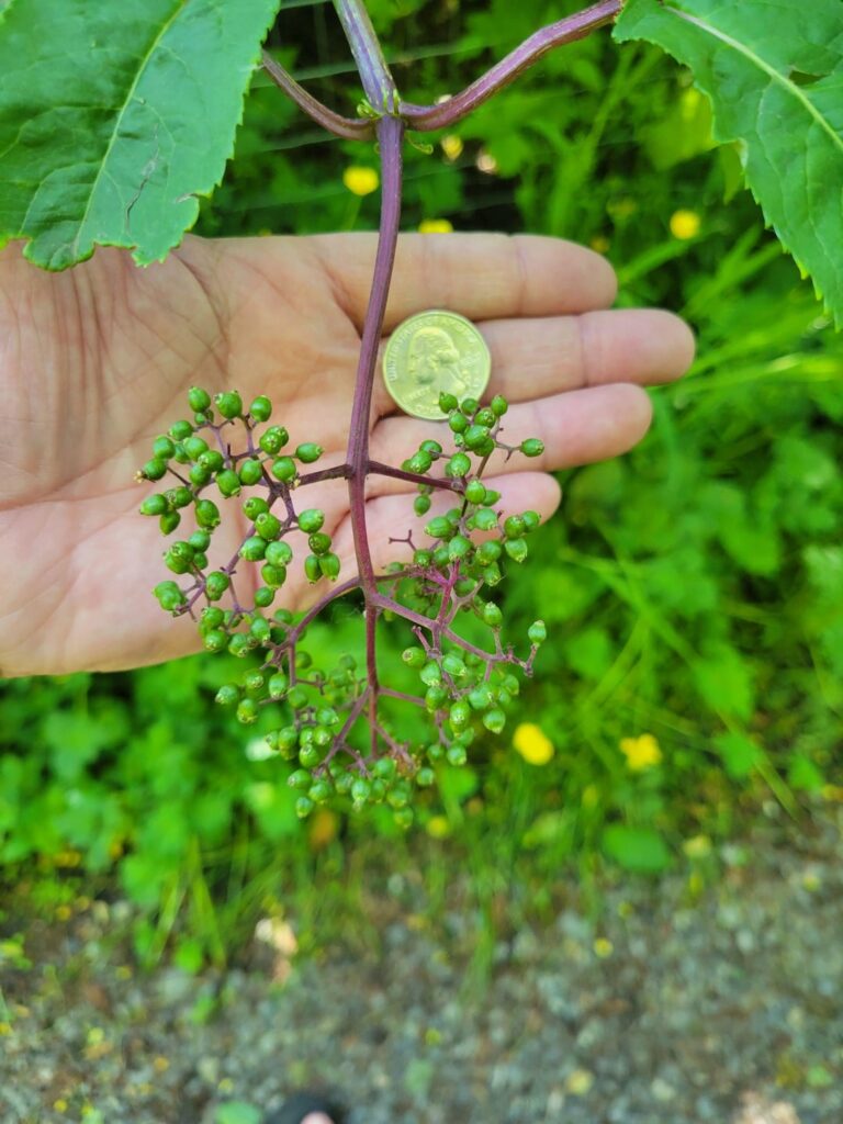 Is this elderberry?