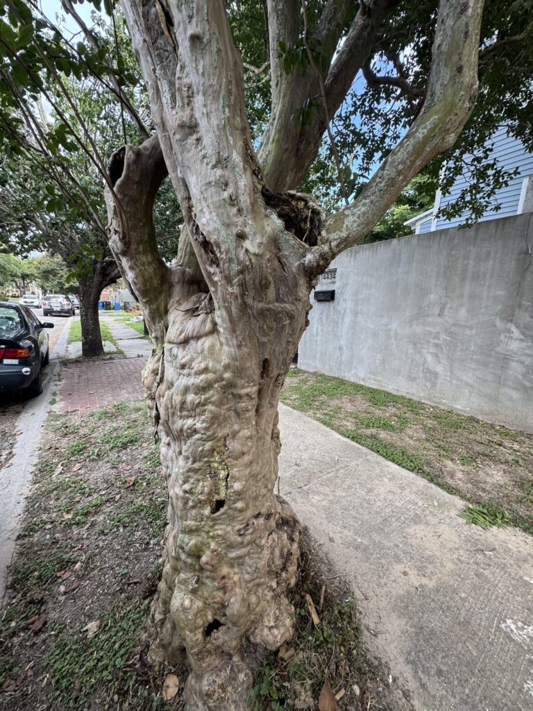 Sick Tree in Neighborhood