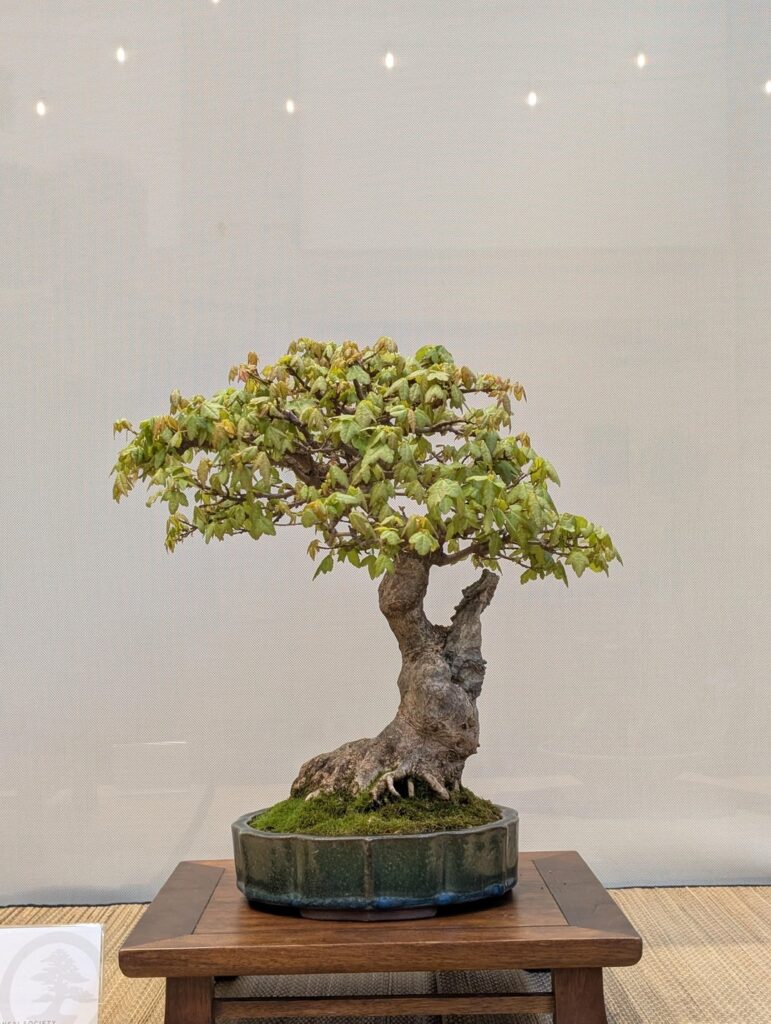 Toronto Fall Bonsai Show - 2025