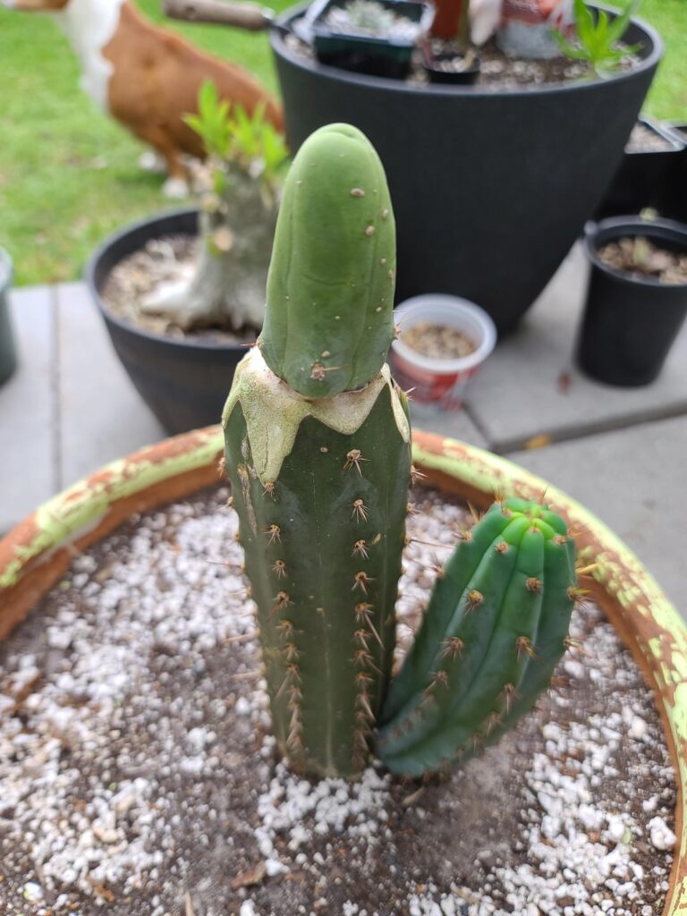 This is my first graft. How did I do. I used a new box cutter, 91%ISO with every swipe, no sulfur.... Its been 10 days and I took the nylons off. I barly wiggled with it and its on there for sure. Its going to rain. Should I bring this thing in?