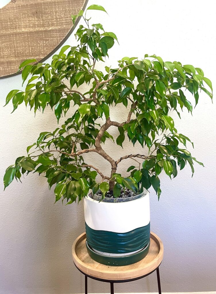I’ve been growing and shaping this ficus for 2 years now and I am so proud of it!! (second pic is when I first got it)
