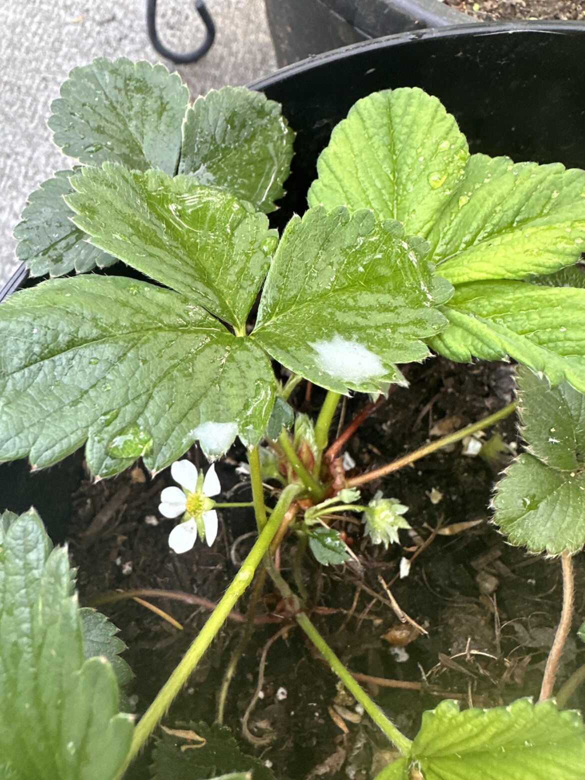 White "gloop" on my strawberry plants.