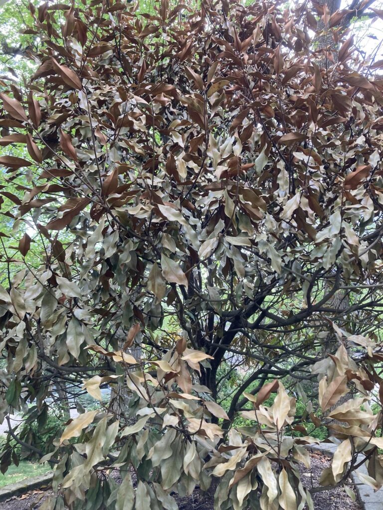 Help for my magnolia! Help for my magnolia!