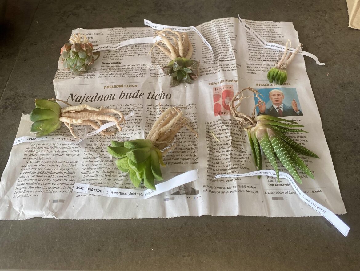 My Haworthialand order has arrived. Those roots🥰