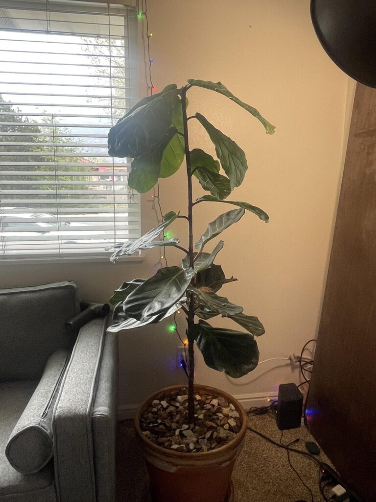 Chopped after suggestions