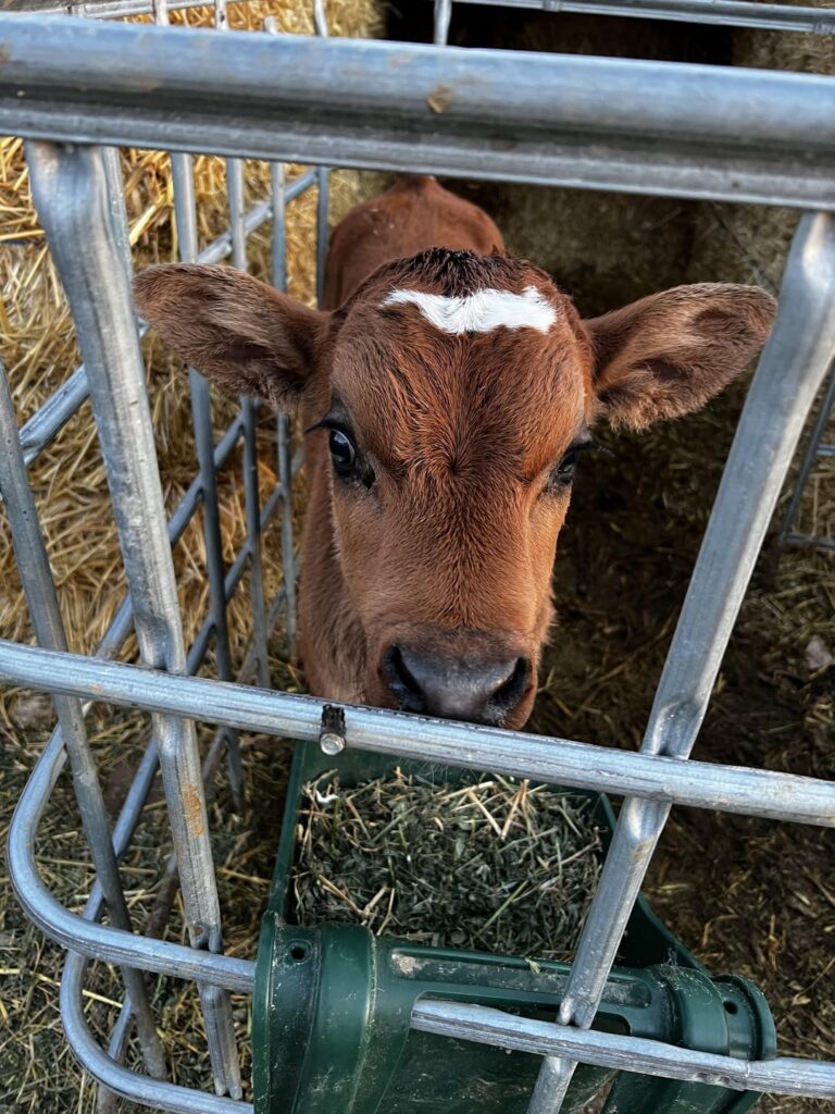 Sent first beef to butcher Sent first beef to butcher