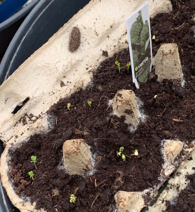 "Mold on the soil is a red flag for overwatering."