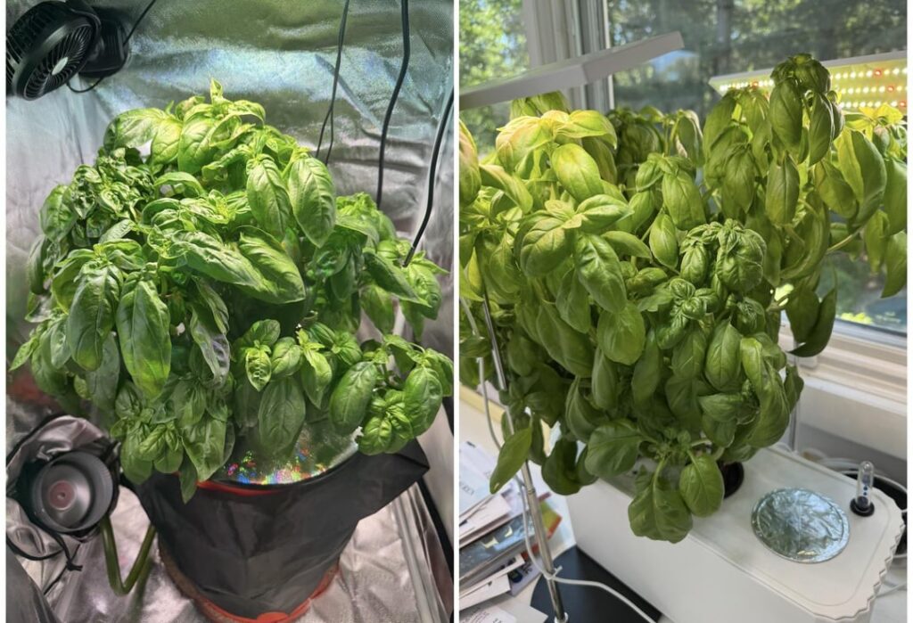 Strong VS Weak Light Strong VS Weak Light